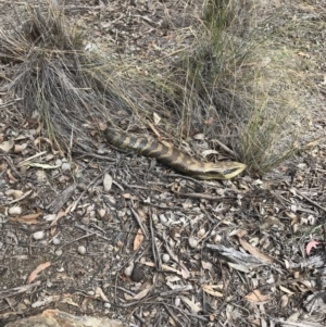 Tiliqua scincoides scincoides at Bungendore, NSW - 13 Oct 2019