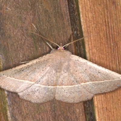 Idiodes apicata (Bracken Moth) at Rosedale, NSW - 9 Oct 2019 by jb2602