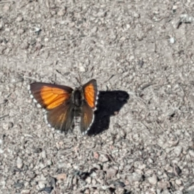 Lucia limbaria (Chequered Copper) at Isaacs Ridge - 12 Oct 2019 by Mike