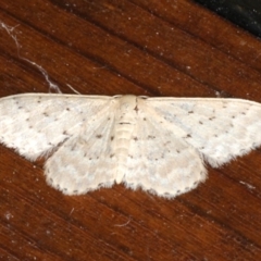 Idaea philocosma (Flecked Wave) at Rosedale, NSW - 9 Oct 2019 by jb2602