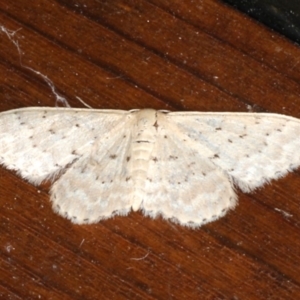 Idaea philocosma at Rosedale, NSW - 9 Oct 2019 10:50 PM