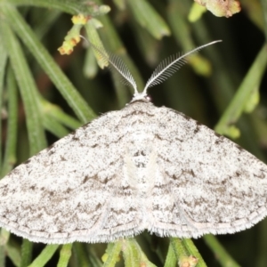Phelotis cognata at Rosedale, NSW - 9 Oct 2019 09:21 PM