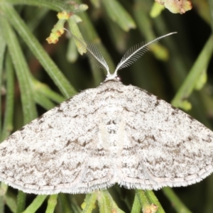 Phelotis cognata at Rosedale, NSW - 9 Oct 2019