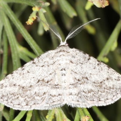 Phelotis cognata (Long-fringed Bark Moth) at Rosedale, NSW - 9 Oct 2019 by jb2602