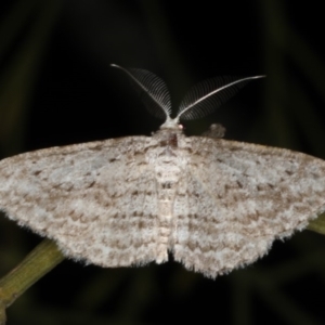 Phelotis cognata at Rosedale, NSW - 9 Oct 2019