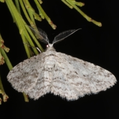 Phelotis cognata at Rosedale, NSW - 9 Oct 2019