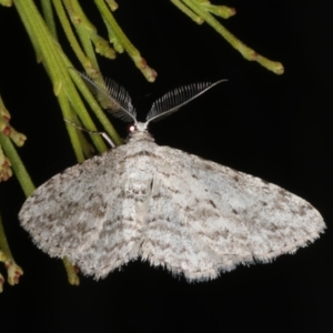 Phelotis cognata at Rosedale, NSW - 9 Oct 2019