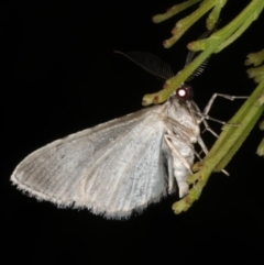 Phelotis cognata at Rosedale, NSW - 9 Oct 2019