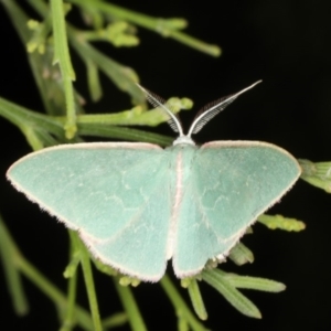 Chlorocoma dichloraria at Rosedale, NSW - 9 Oct 2019