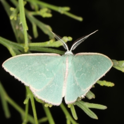 Chlorocoma dichloraria (Guenee's or Double-fringed Emerald) at Rosedale, NSW - 9 Oct 2019 by jbromilow50