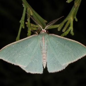 Chlorocoma dichloraria at Rosedale, NSW - 9 Oct 2019