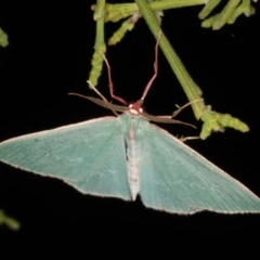 Chlorocoma dichloraria at Rosedale, NSW - 9 Oct 2019