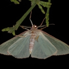 Chlorocoma dichloraria at Rosedale, NSW - 9 Oct 2019