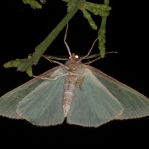 Chlorocoma dichloraria at Rosedale, NSW - 9 Oct 2019