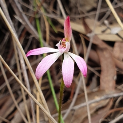 Caladenia fuscata (Dusky Fingers) at Hackett, ACT - 13 Oct 2019 by AaronClausen