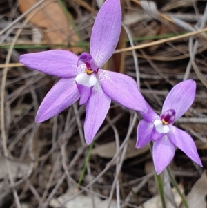 Glossodia major at Hackett, ACT - 13 Oct 2019