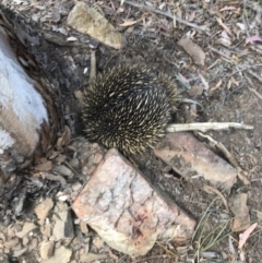 Tachyglossus aculeatus (Short-beaked Echidna) at Bungendore, NSW - 13 Oct 2019 by yellowboxwoodland