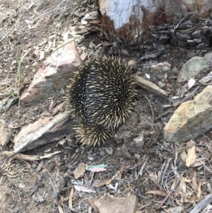 Tachyglossus aculeatus at Bungendore, NSW - 13 Oct 2019