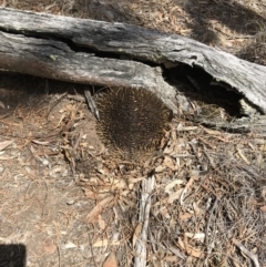 Tachyglossus aculeatus (Short-beaked Echidna) at QPRC LGA - 13 Oct 2019 by yellowboxwoodland