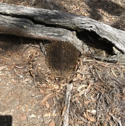 Tachyglossus aculeatus (Short-beaked Echidna) at Bungendore, NSW - 13 Oct 2019 by yellowboxwoodland