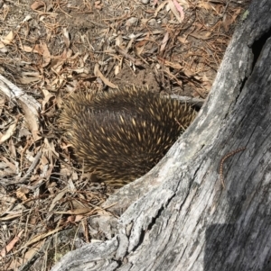 Tachyglossus aculeatus at Bungendore, NSW - 13 Oct 2019