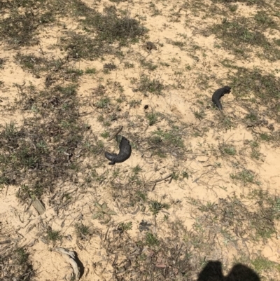 Tiliqua rugosa (Shingleback Lizard) at Bungendore, NSW - 13 Oct 2019 by yellowboxwoodland