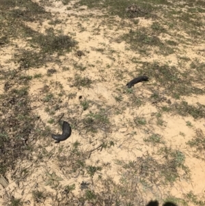 Tiliqua rugosa at Bungendore, NSW - 13 Oct 2019