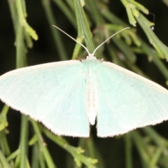 Chlorocoma dichloraria (Guenee's or Double-fringed Emerald) at Rosedale, NSW - 9 Oct 2019 by jb2602