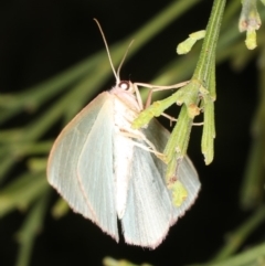 Chlorocoma dichloraria at Rosedale, NSW - 9 Oct 2019 09:18 PM