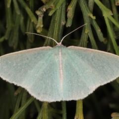 Chlorocoma dichloraria at Rosedale, NSW - 9 Oct 2019 09:18 PM
