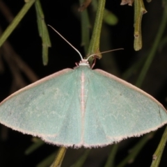 Chlorocoma dichloraria (Guenee's or Double-fringed Emerald) at Rosedale, NSW - 9 Oct 2019 by jb2602