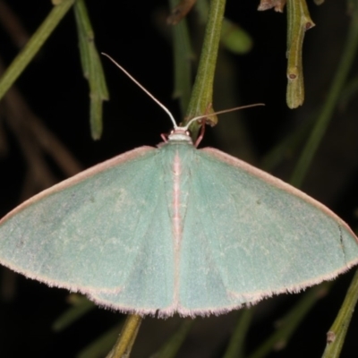 Chlorocoma dichloraria (Guenee's or Double-fringed Emerald) at Rosedale, NSW - 9 Oct 2019 by jbromilow50