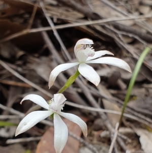 Caladenia ustulata at Hackett, ACT - suppressed