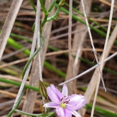 Thysanotus patersonii (Twining Fringe Lily) at Black Mountain - 13 Oct 2019 by AaronClausen