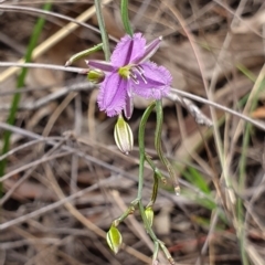 Thysanotus patersonii at Hackett, ACT - 13 Oct 2019