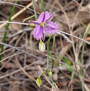 Thysanotus patersonii at Hackett, ACT - 13 Oct 2019 02:01 PM