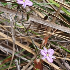 Thysanotus patersonii at Hackett, ACT - 13 Oct 2019 02:01 PM