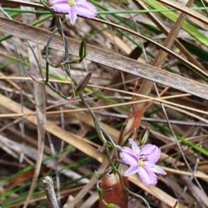 Thysanotus patersonii at Hackett, ACT - 13 Oct 2019