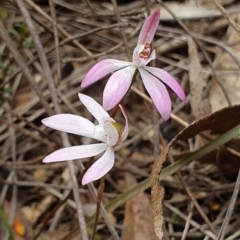 Caladenia carnea (Pink Fingers) at Molonglo Valley, ACT - 13 Oct 2019 by AaronClausen
