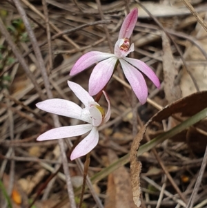 Caladenia carnea at Molonglo Valley, ACT - 13 Oct 2019