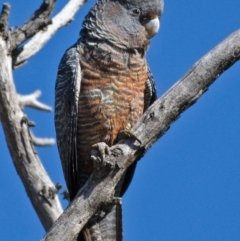 Callocephalon fimbriatum (Gang-gang Cockatoo) at GG34 - 12 Oct 2019 by Marthijn