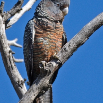 Callocephalon fimbriatum (Gang-gang Cockatoo) at Symonston, ACT - 12 Oct 2019 by Marthijn