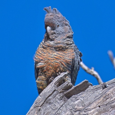 Callocephalon fimbriatum (Gang-gang Cockatoo) at Symonston, ACT - 13 Oct 2019 by Marthijn