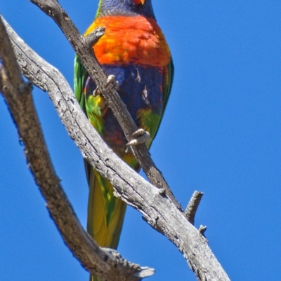 Trichoglossus moluccanus (Rainbow Lorikeet) at Callum Brae - 12 Oct 2019 by Marthijn