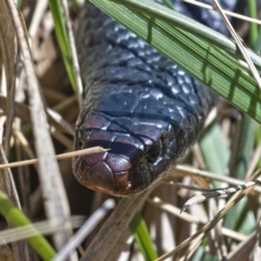 Pseudechis porphyriacus (Red-bellied Black Snake) at Fyshwick, ACT - 13 Oct 2019 by Marthijn