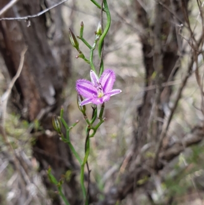 Thysanotus patersonii (Twining Fringe Lily) at Black Mountain - 13 Oct 2019 by AaronClausen