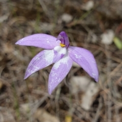 Glossodia major (Wax Lip Orchid) at Hackett, ACT - 13 Oct 2019 by AaronClausen