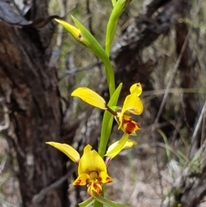 Diuris nigromontana at Hackett, ACT - suppressed