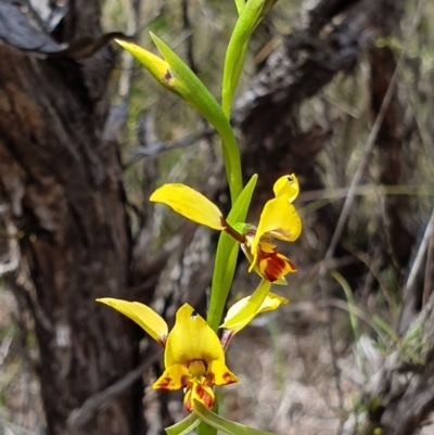 Diuris nigromontana (Black Mountain Leopard Orchid) at Black Mountain - 13 Oct 2019 by AaronClausen