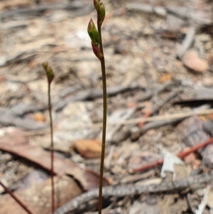 Caleana minor at Hackett, ACT - 13 Oct 2019